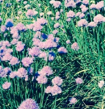 Kujukuri Herb Garden
