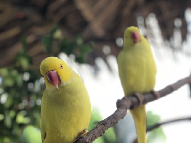 Chimelong Bird Park