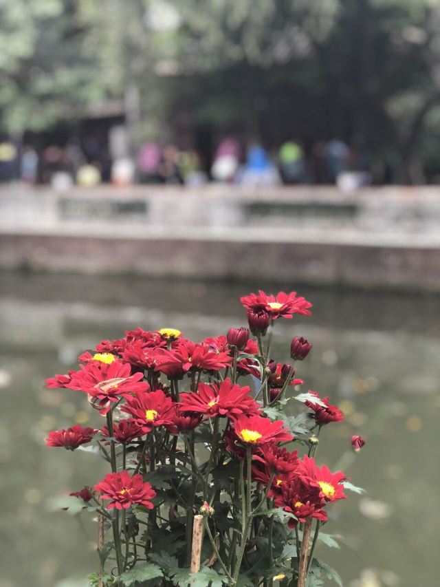 Qinghui Garden