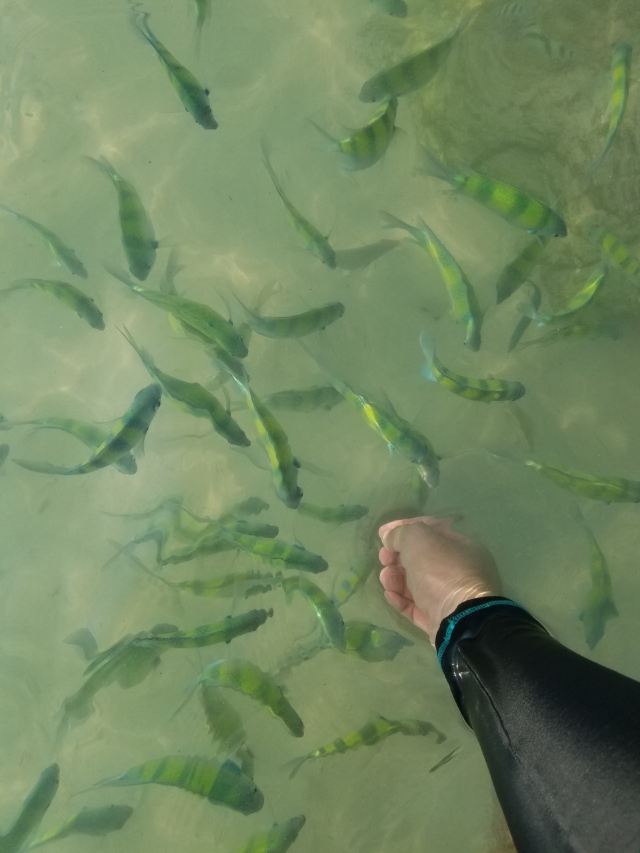 Koh Khai Nok