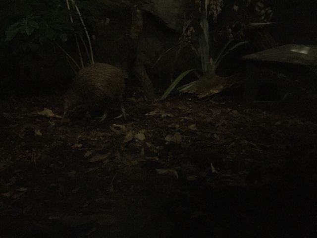 Auckland Zoo