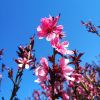 北京植物园的郁金香到盛花期了吗？最好有照片。