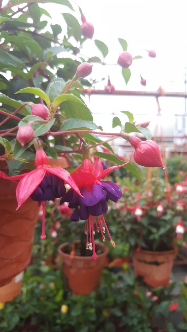 金馬倫高原薰衣草園