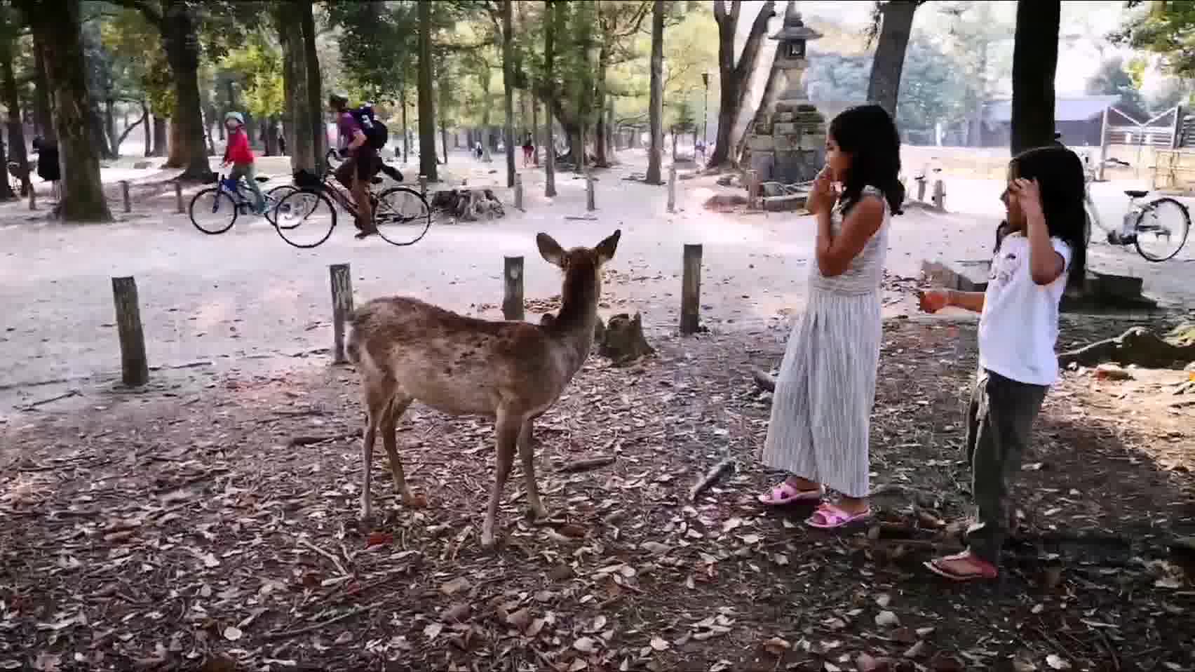 可爱的小鹿