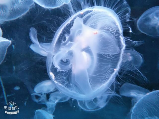Nanchong Polar Ocean World