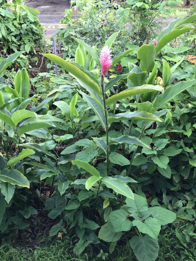 Waimea Valley