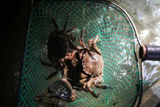 军山湖大闸蟹(小康路店)餐厅图片