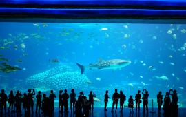 珠海横琴·长隆国际海洋度假区天气预报