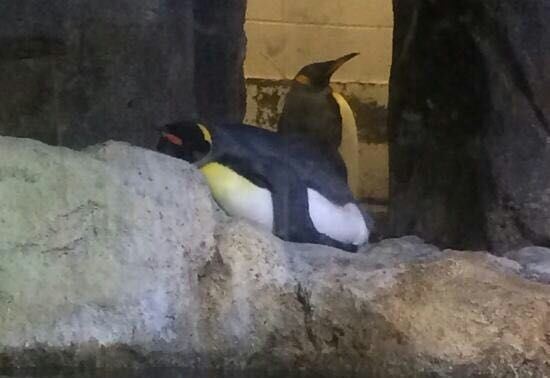 Pittsburgh Zoo & PPG Aquarium