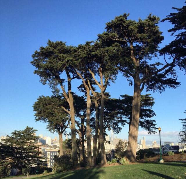 Alamo Square Park