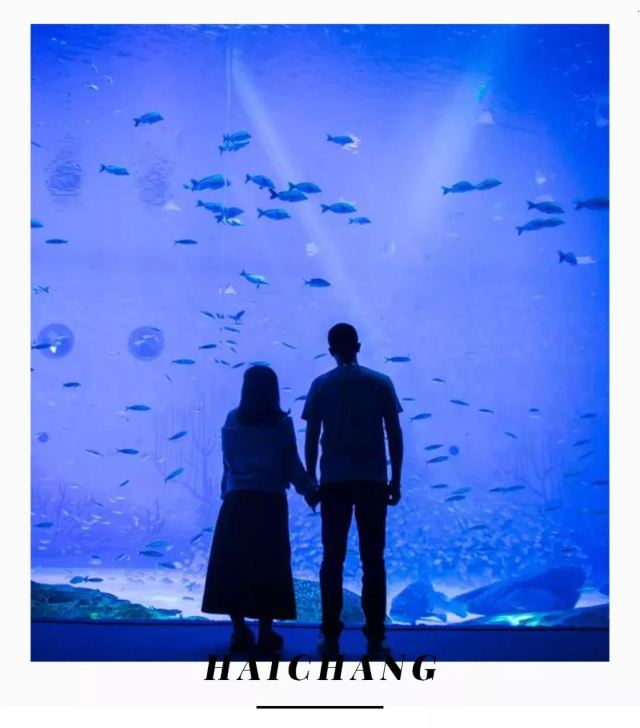上海海昌海洋公園除了好玩,居然還有這個功能!