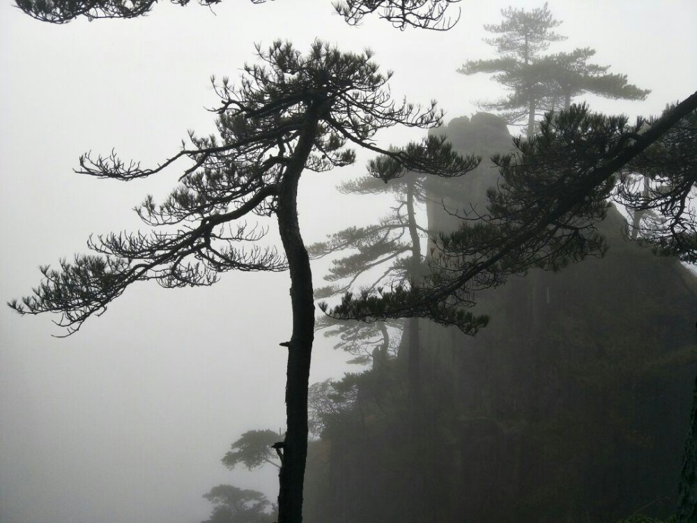 林深时见雾，海蓝时浪涌，梦醒时夜续，不见鹿，不见鲸，也不见你
