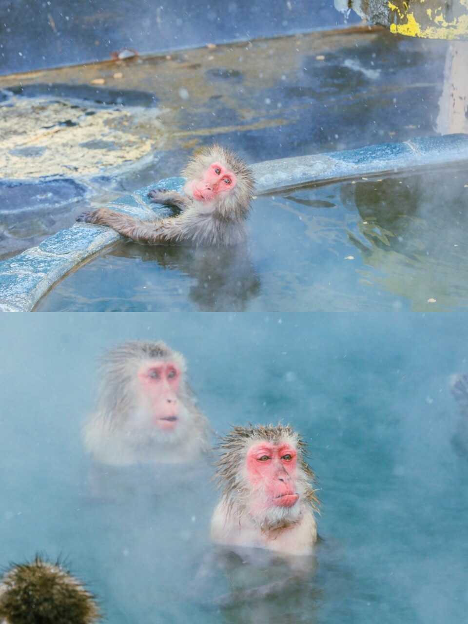 🇯🇵北海道旅行|♨️原来函馆就可以看猴子泡温泉