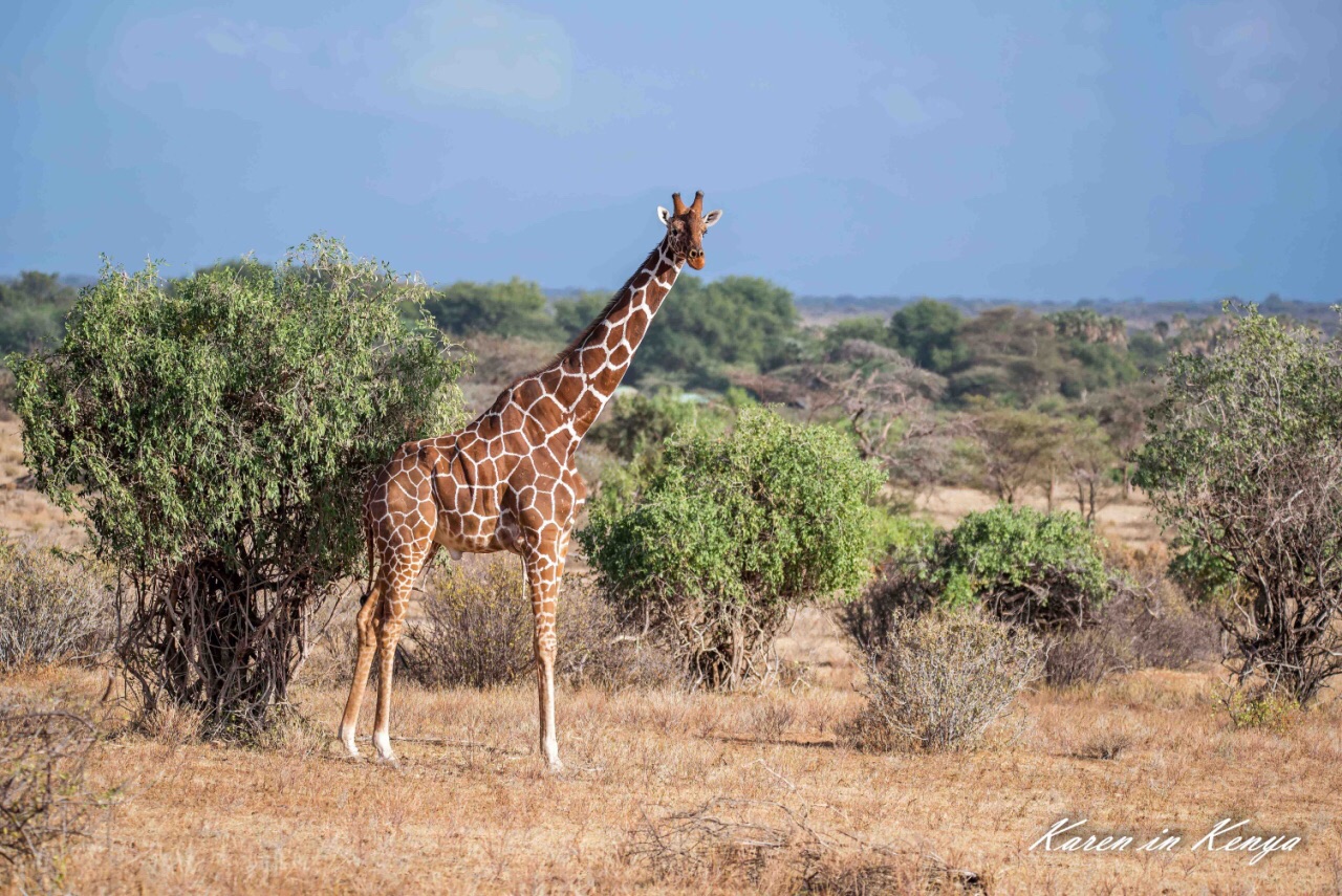 在肯尼亚桑布鲁保护区探寻“非洲五特”足迹