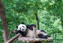 成都大熊猫繁育研究基地景点图片