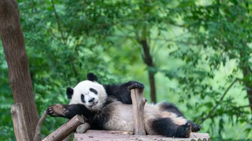 成都大熊貓繁育研究基地
