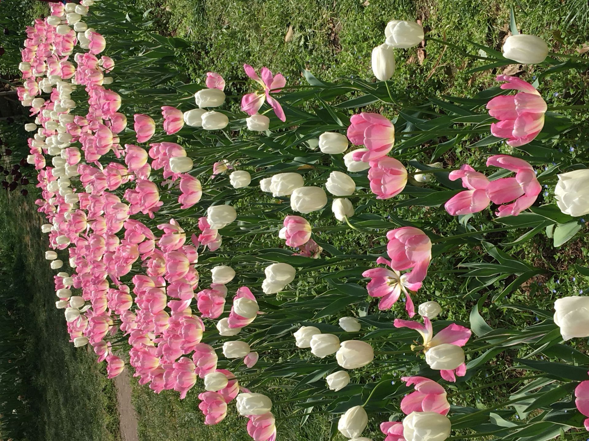 龙泉花海