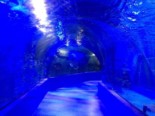 镜湖湿地海洋世界
