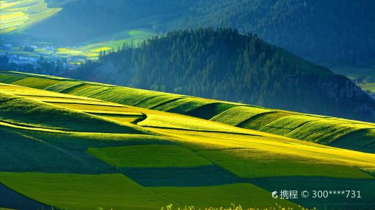 #5#青海卓爾山油菜花