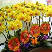 多年以后王琳琳