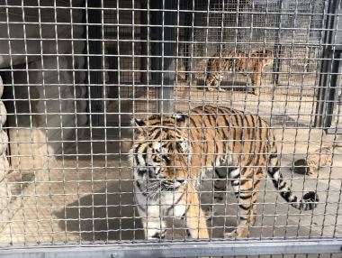 徐州徐州动物园攻略,徐州动物园门票\/游玩攻略