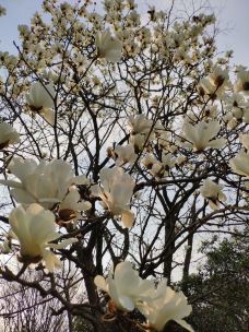 杭州西湖风景名胜区杭州花圃-杭州-琉璃明月心