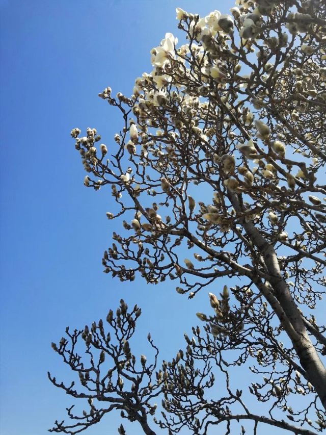 石景山古城公园旅行图片 2