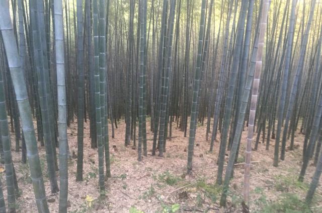潜山国家森林公园旅行图片 1