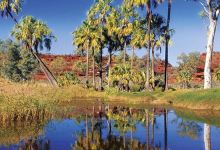 爱丽斯泉旅游图片-爱丽斯泉棕榈谷一日游