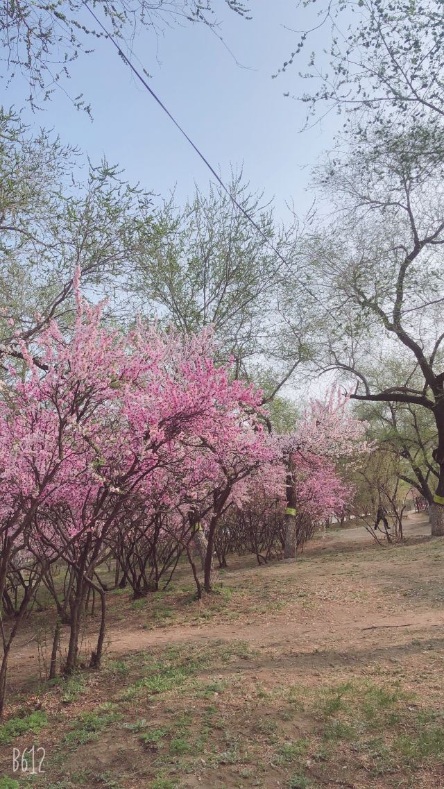 西岗公园旅行图片 5