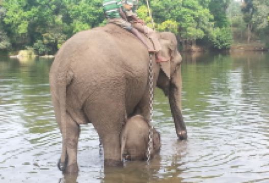 Dubare Elephant Camp景点图片