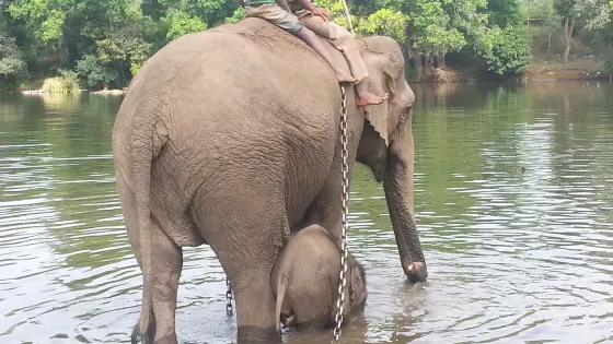 Dubare Elephant Camp
