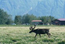 Reindeer Farm景点图片