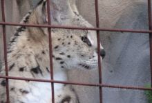 Big Cat Rescue景点图片