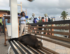 厄瓜多尔游记图片] 加拉帕戈斯群岛：慵懒惬意的海狮，幸福的吃货