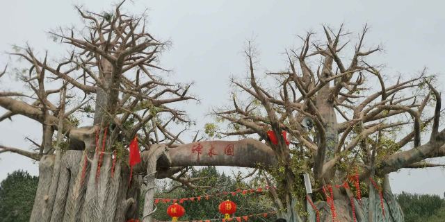 天山神木园旅行图片 7