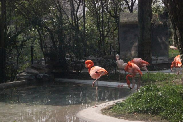 Shanghai Wild Animal Park