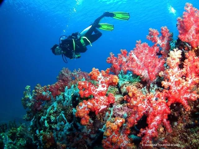 伊夫园Eve’s Garden  距离渡头15分钟  海底铺满了各种软珊瑚，如皮革珊瑚，象耳海绵和海