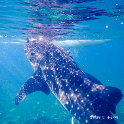 菲律宾宿务+薄荷岛+巴里卡萨岛6日5晚拼小团