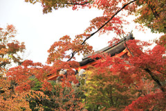京都游记图片] 穿行于秋日的关西
