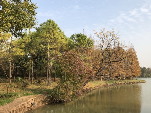 上海滨海森林公园旅行图片 5