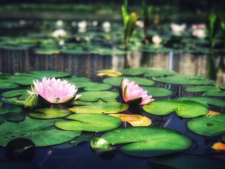 袁记串串香(河洛小区店)餐厅图片