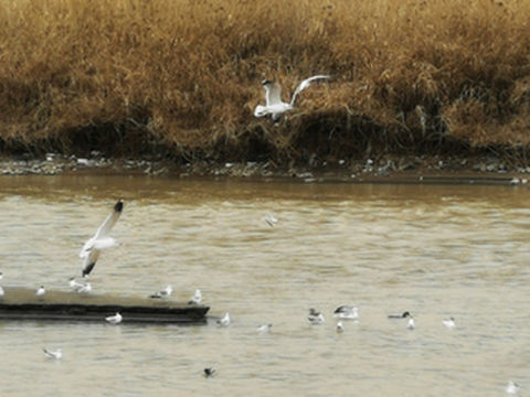 甘肃省临夏回族自治州——不一样的春天之大夏河畔的鸥与鸭