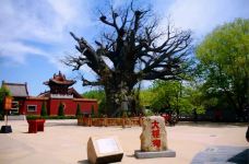 洪洞大槐树寻根祭祖园-洪洞-天羽博士