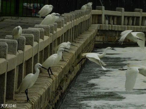 筼筜白鹭美丽生灵(3) 群鹭舞翩翩