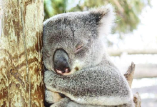 玛璐考拉和动物公园景点图片