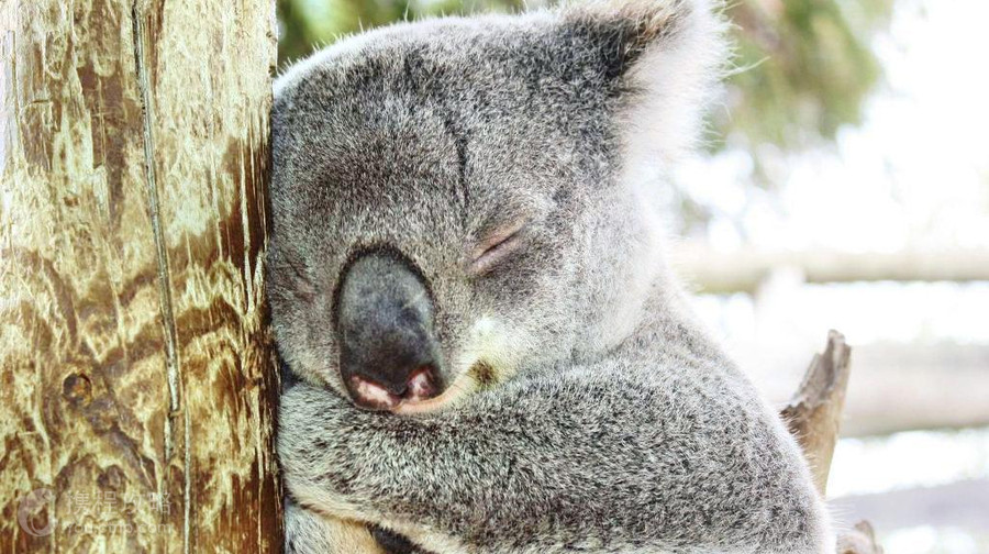 Maru Koala and Animal Park