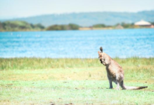 塔斯马尼亚动物园景点图片