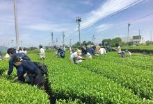 富士之国茶之都博物馆景点图片