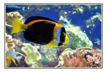 拉罗谢尔水族馆景点图片